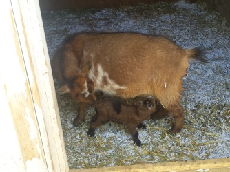 goat and her mama